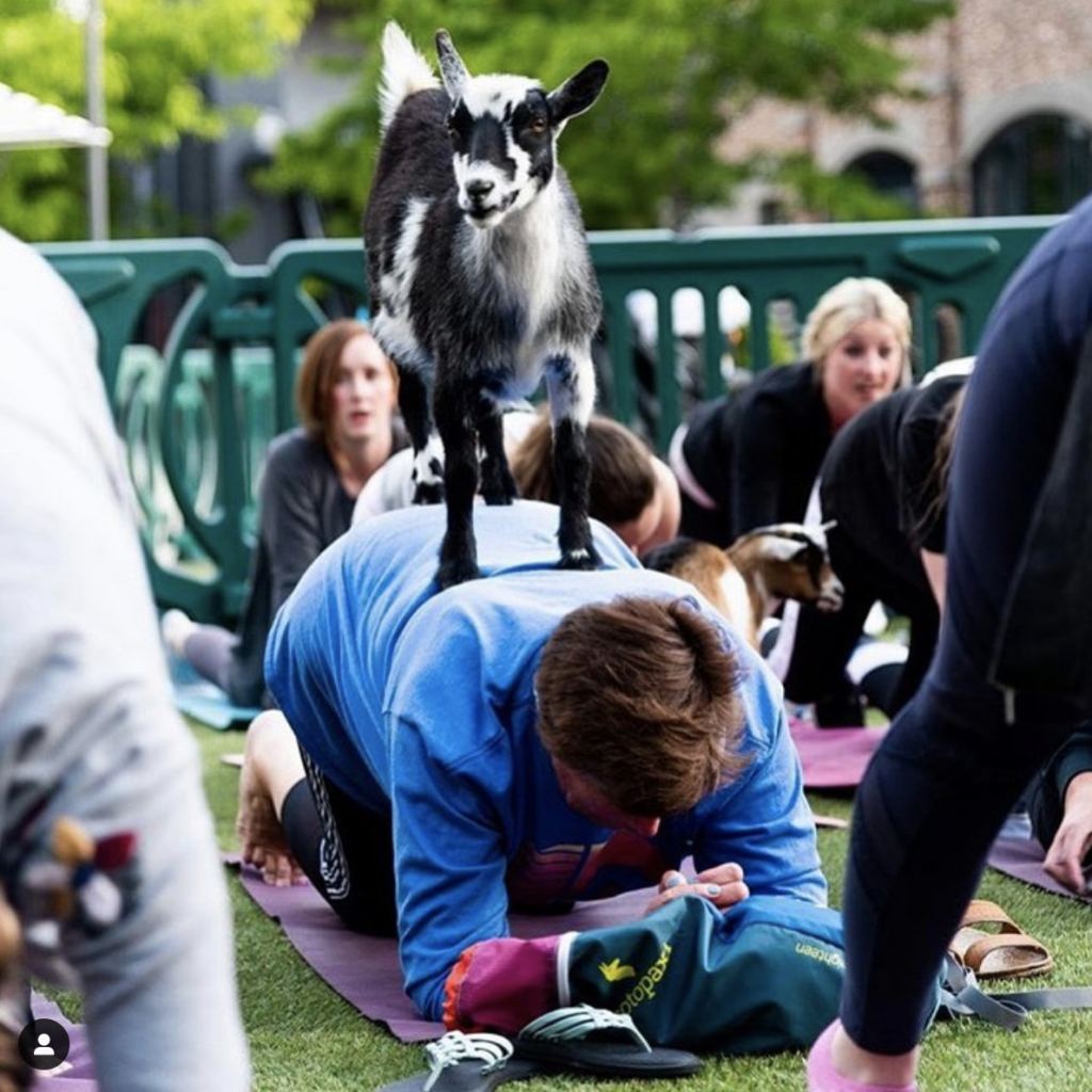 Goat Yoga SLC