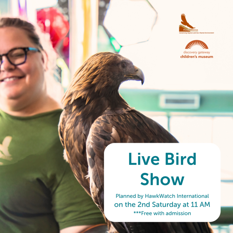 HawkWatch Live Bird Show